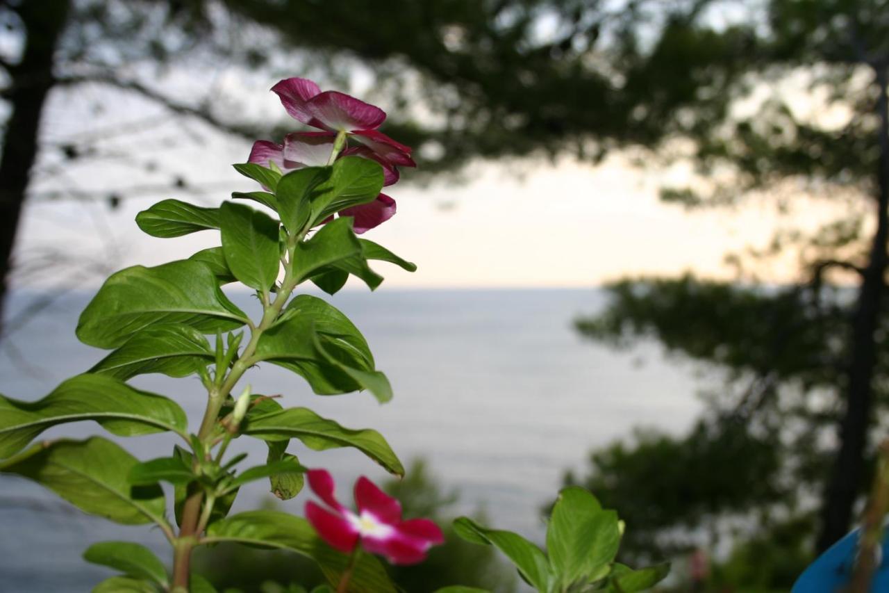 Apartments Rotim, Mljet, Sutmiholjska Babino Polje Екстериор снимка